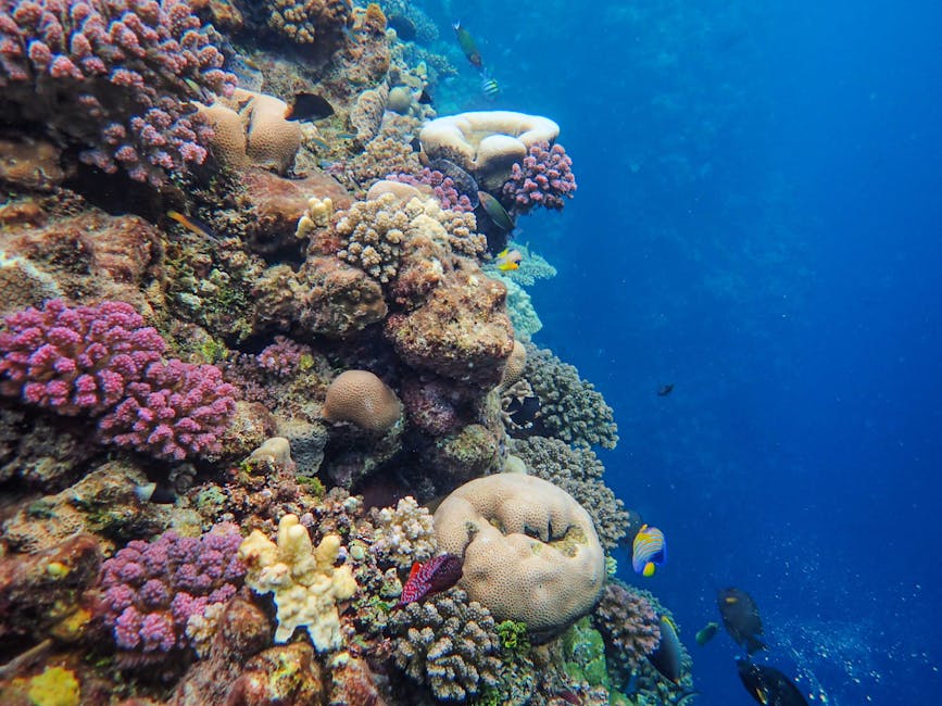 Coral reef underwater