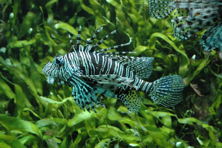 Lionfish and Scorpionfish: The Reef's Most Venomous Ambush Predators