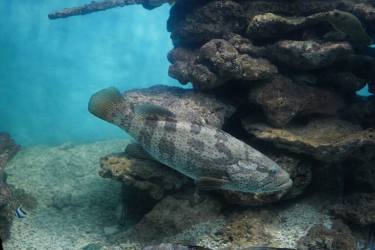 Potato Cod: The Reef's Most Approachable Giant