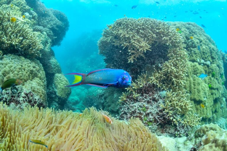 Solo Travel Guide to the Great Barrier Reef