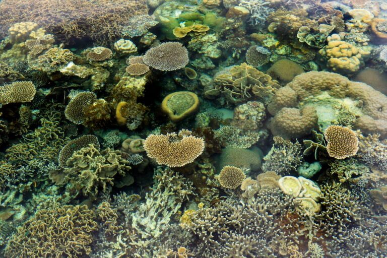 Coral Sea Atolls: Beyond the Great Barrier Reef