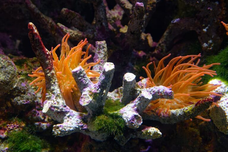 Mesophotic Reefs: The Great Barrier Reef's Hidden Depth