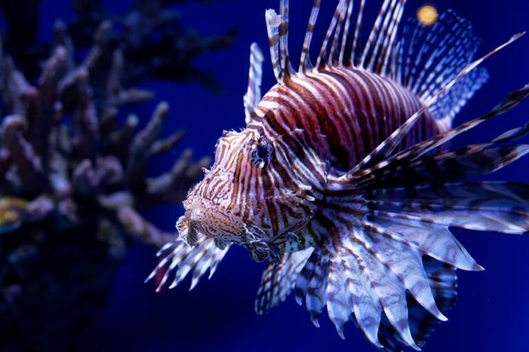 Cairns: The Gateway to the Great Barrier Reef