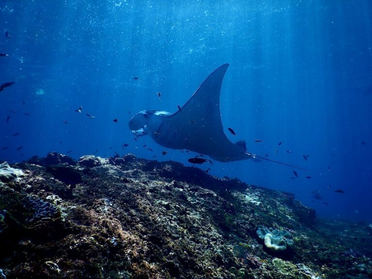 Manta Rays of the Reef: Gentle Giants on the Move