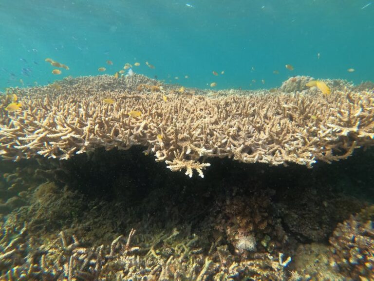 Ribbon Reefs: The Northern GBR's Finest Diving