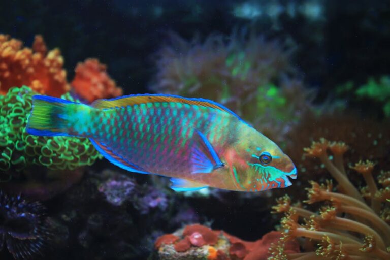 Parrotfish: The Reef's Most Important Grazers