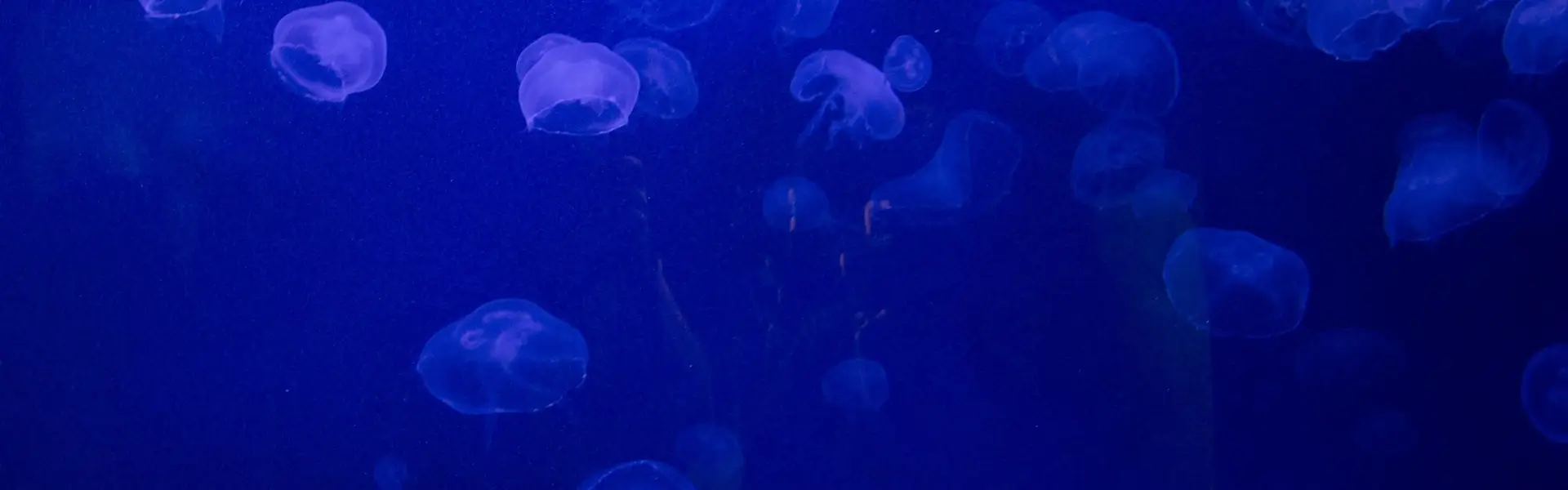 coral reef studies blog