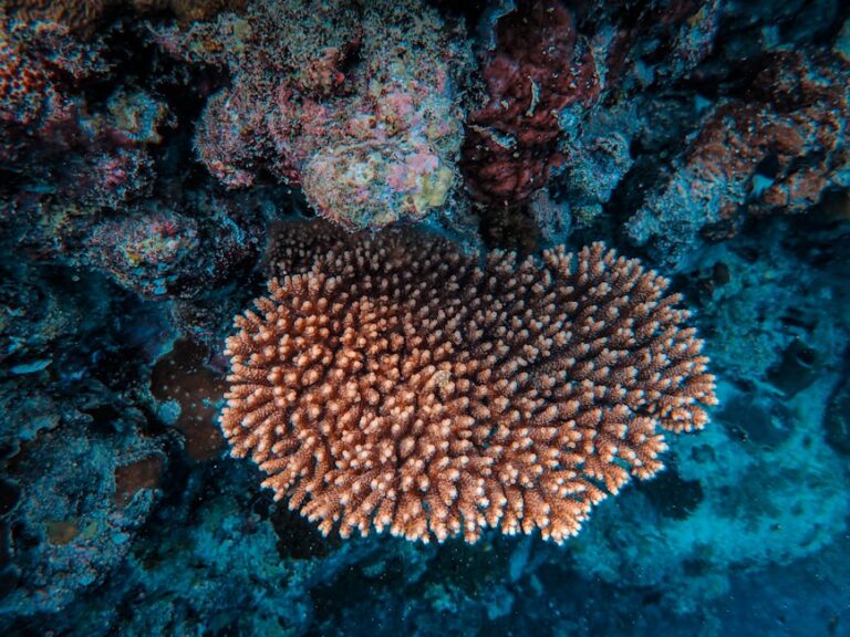 Red Sea Heat-Tolerant Corals: Climate Change Lessons