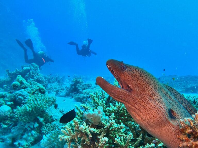 Early Mornings on the Outer Great Barrier Reef