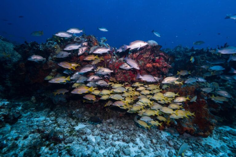Caribbean Reef Fish Recovery: How Marine Protected Areas Work