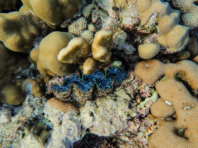 Giant Clams of the Reef: Living Fossils in Colour