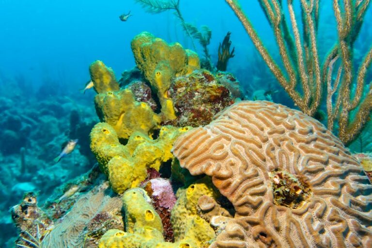 Caribbean Coral Restoration: Growing Hope on Damaged Reefs