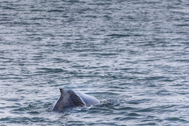 Diving with Dwarf Minke Whales: The GBR's Most Extraordinary Encounter