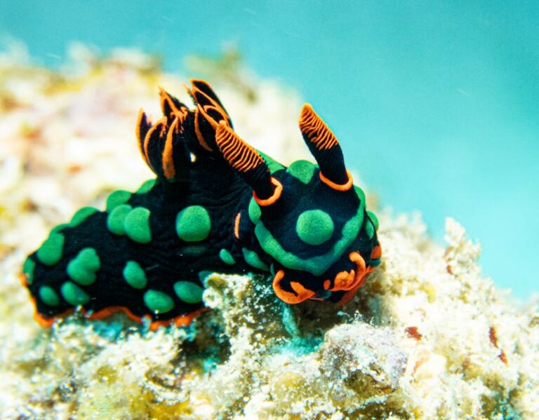 Manado Macro Diving: Small Creatures, Big Wonder