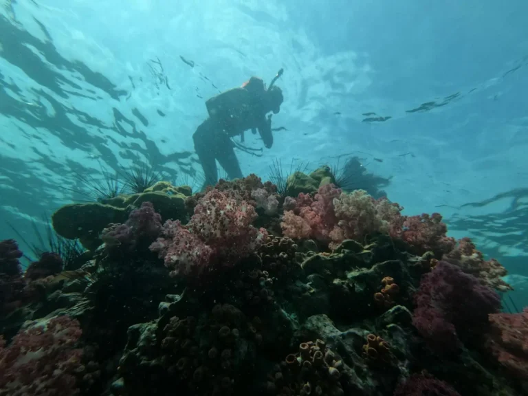 Diving the Coral Sea: What the Deep Actually Feels Like
