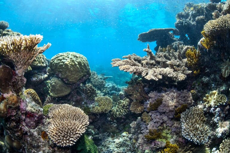 Ribbon Reefs and Cod Hole: The Great Barrier Reef's Far North Frontier