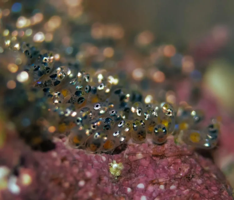 Coral Spawning on the Great Barrier Reef: Nature's Underwater Event