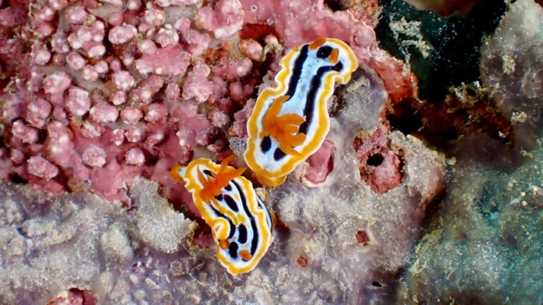 Nudibranchs: The Reef's Most Extravagant Small Life