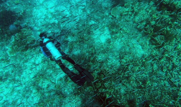 Liveaboard Diving in the Coral Triangle