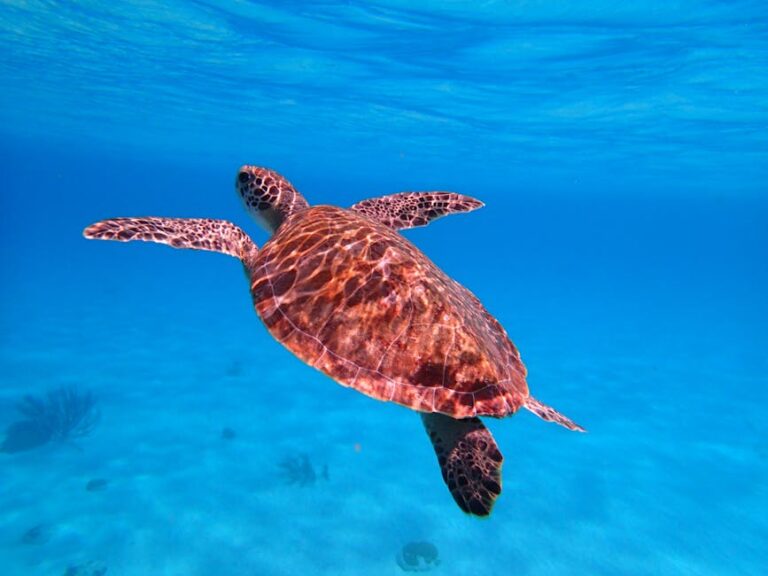 Bonaire Marine Park: 100% Protected Success Story