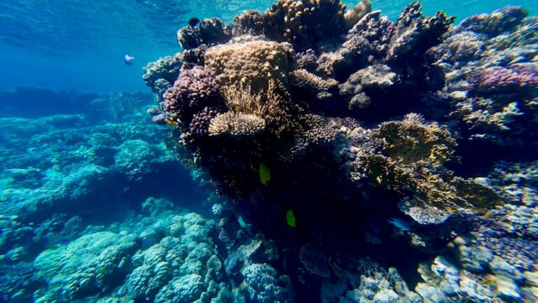 Remote Reef Destinations