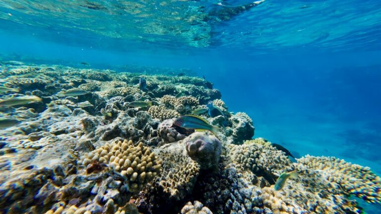 Diving the Coral Sea: Australia's Deep Blue Wilderness