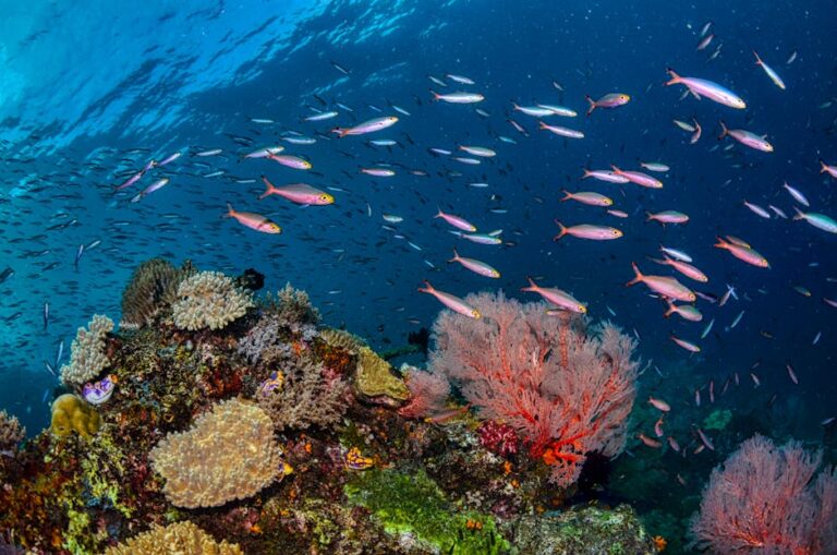 Walking the Shores of Raja Ampat