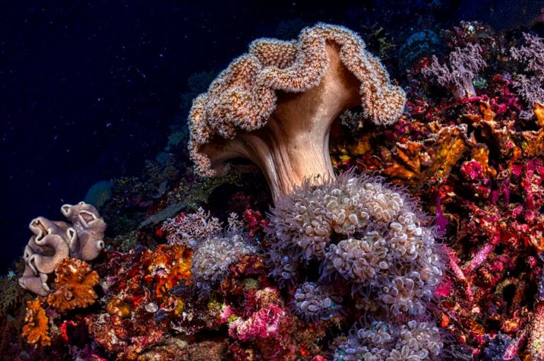 Tubbataha Reefs: UNESCO Protected Wilderness