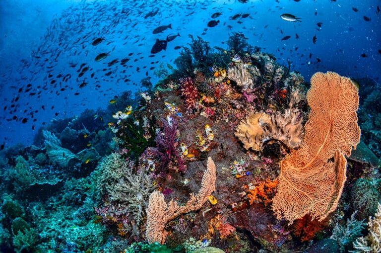 Raja Ampat: Indonesia's Biodiversity Crown Jewel