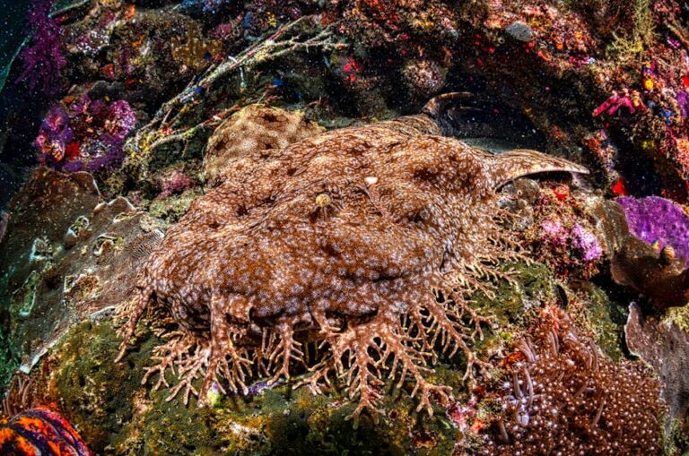 Wobbegong Sharks: The Masters of Disguise Hiding in Plain Sight