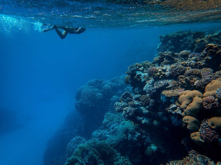 Snorkeling the Shallow Reefs of Sharm El-Sheikh