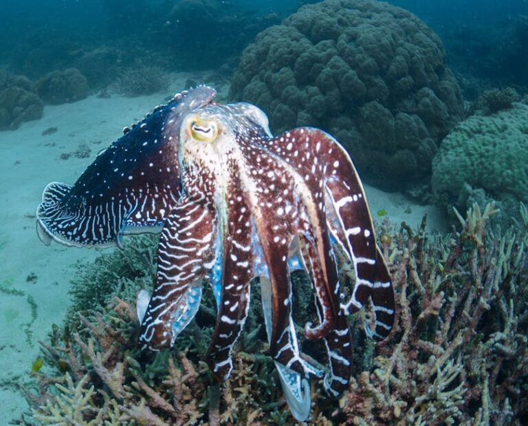 Cephalopods of the Reef: Octopus, Cuttlefish, and the Art of Transformation