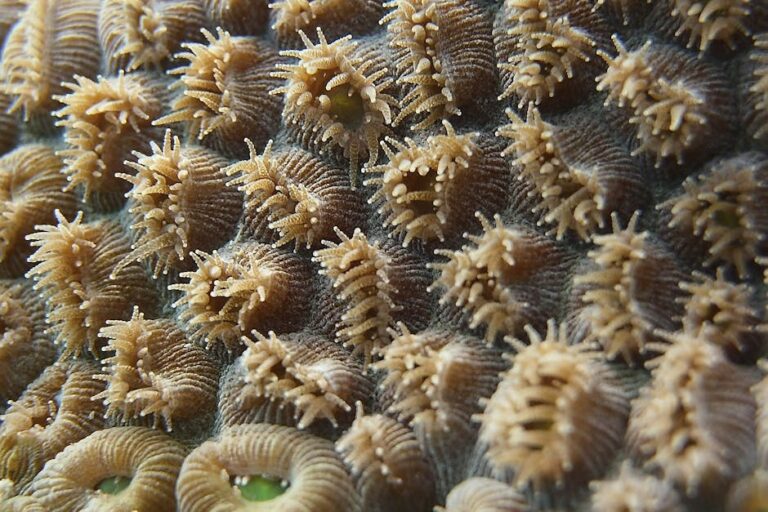 Endemic Corals of the Red Sea: Ancient Evolution in Isolation