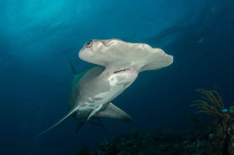 Red Sea Sharks and Hammerheads: Apex Predators of the Reef
