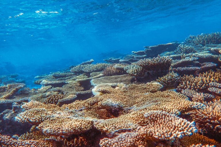 Reef Restoration: Can We Actually Fix the Great Barrier Reef?