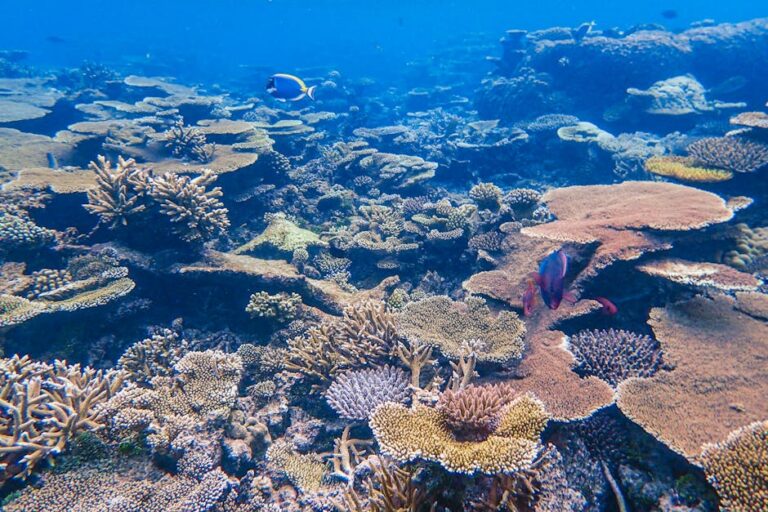 Inside the Forever Reef Project: How Port Douglas Is Saving Coral One Cell at a Time