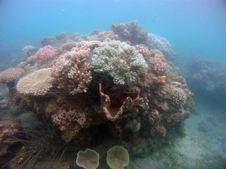 Agincourt Reefs, Port Douglas: The Outer Barrier Reef at Its Most Accessible