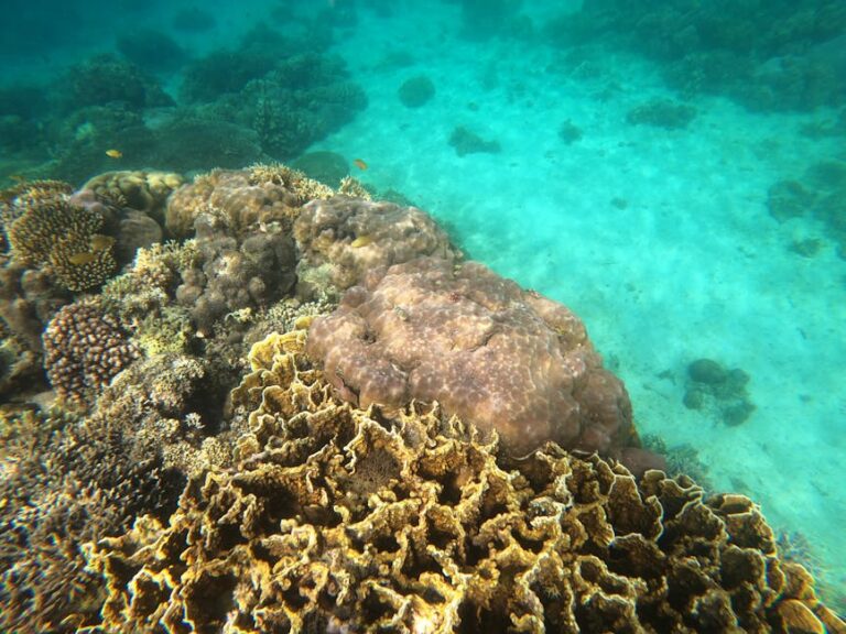Afternoons on Remote Coral Islands