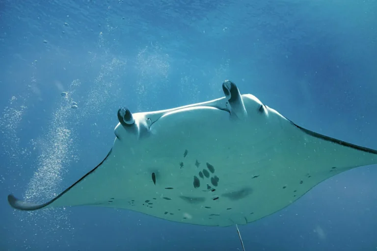 Manta Rays at the Great Barrier Reef: Following the Giants Through