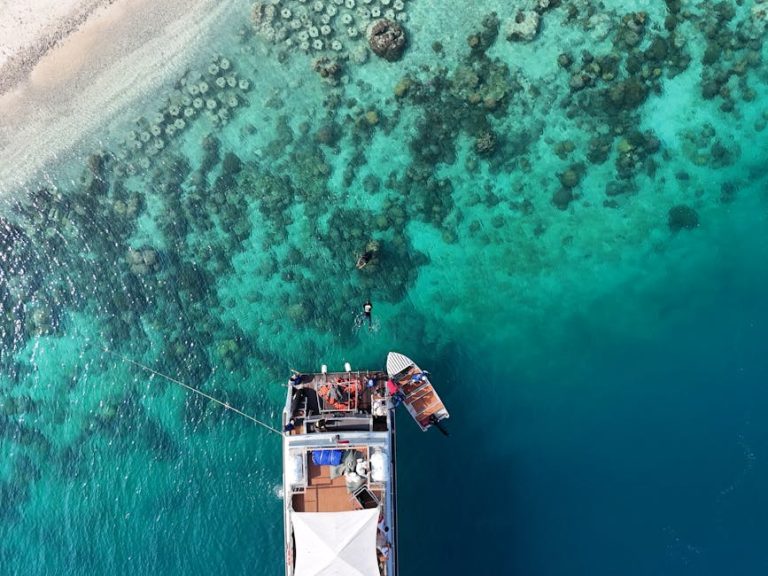 Dolphin Yacht Trips and Reef Snorkeling: What the Experience Actually Feels Like