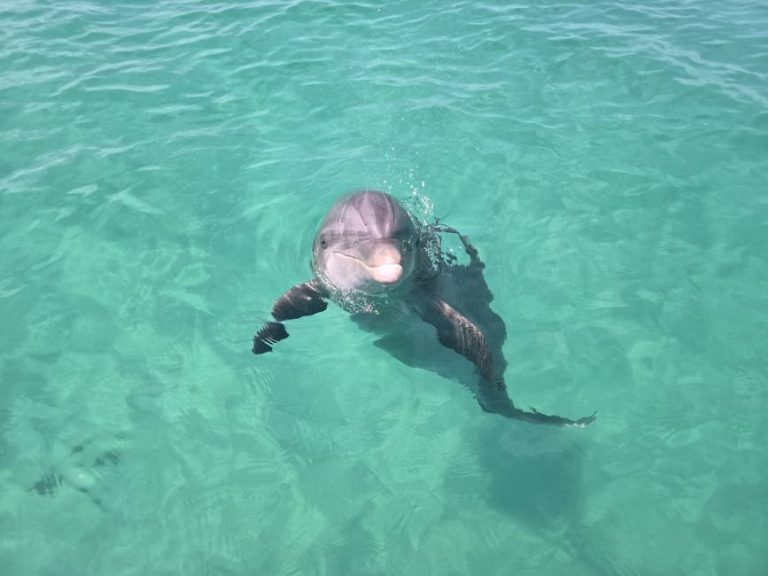 Kizimkazi Dolphins and Snorkeling: What to Expect