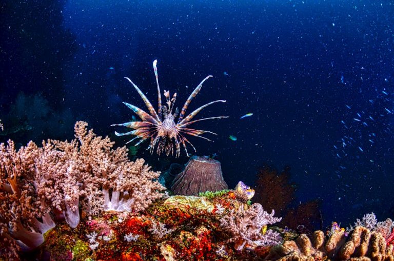What Nocturnal Reef Diving Reveals About Marine Life