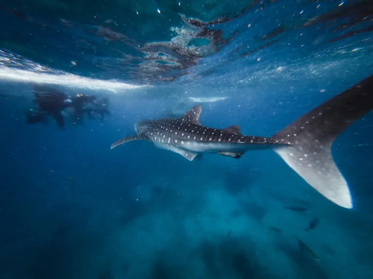 Whale Sharks at Ningaloo vs the Great Barrier Reef: What Actually Differs