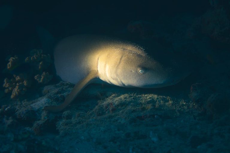 Shark Encounters in Fiji: What Actually Happens Underwater